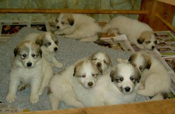 Pyrenean Mountain Dog Puppies