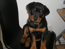 Rottweiler Puppy on chair