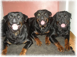 Rottweiler Sash with her 2 sons Baros & Tyrese