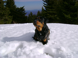 Rottweiler Vitosha Sitting on the Snow