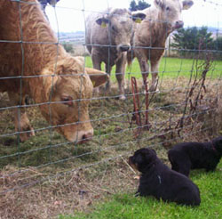 2 puppies meeting a cow