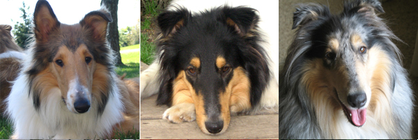 Rough Collie Dogs