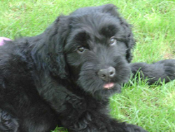 Russian Black Terrier Puppy