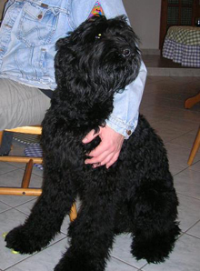 Russian Black Terrier