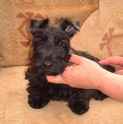 Scottish Terrier Puppy