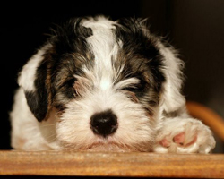 Cute Sealyham Terrier Puppy Face