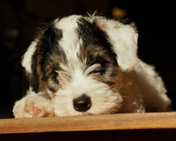Puppy Sealyham Terrier