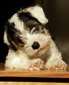 Puppy Sealyham Terrier