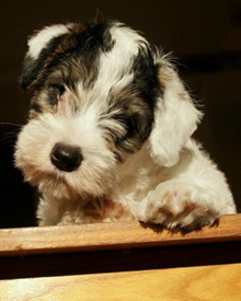 Sealyham Terrier Puppy