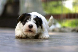 Sealyham Terrier Puppy