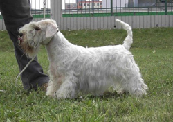Sealyham Terrier Dog