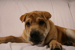 Shar Pei Puppy Tia at 5 months old