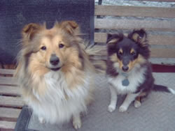 Shetland Sheepdog Puppies Cassie with Cody