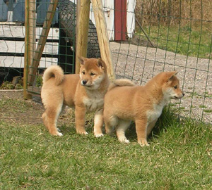 2 Shiba Inu Puppies