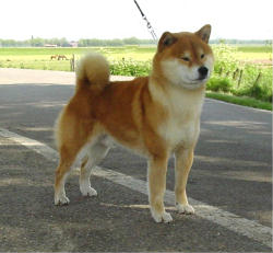 Shiba Inu World Champion 2000 (Milano). Winner of 11 Best in Groups, almost 11 years old