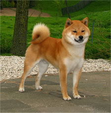 Shiba Inu Dutch Junior Ch., 1 years old, red colored