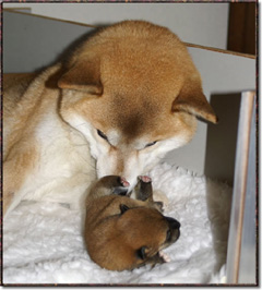Shiba Inu with newborn puppy