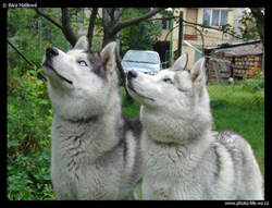2 Siberian Huskies looking up at their owner