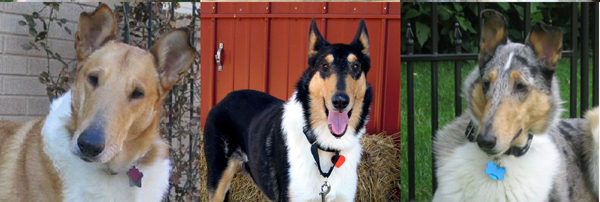 Smooth Collie Dogs