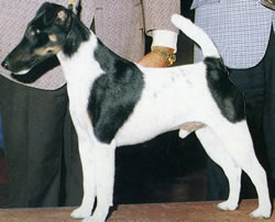 Balack & White Smooth Fox Terrier