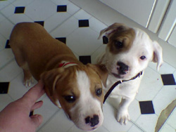 2 Stafford Bull Terrier Puppies