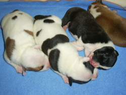Newbord Staffordshire Bull terrier puppies