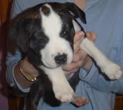 Blue Stafford Bull Terrier Puppy 6 weeks