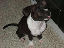 Blue Stafford Bull Terrier 4 Months old puppy