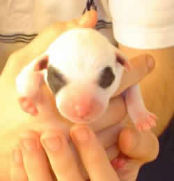 Blue Stafford Bull Terrier Little Puppy