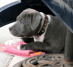 Blue Stafford Bull Terrier Puppy 9 weeks