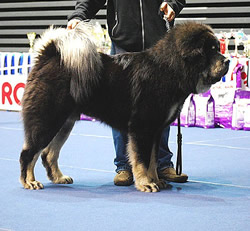 Tibetan Mastiff Fahi