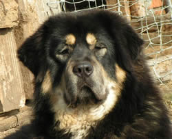 Tibetan Mastiff 