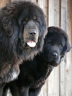 Tibetan Mastiff Abar and Eshana