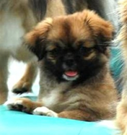 Tibetan-Spaniel Puppy