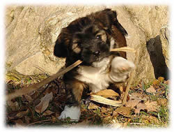 Tibetan Terrier Puppy Mo Shu Ho-sri