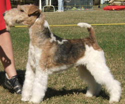 6 years old Wire Fox Terrier