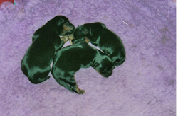 Yorkshire Terrier Newborn puppies