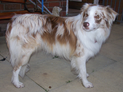 Red Merle Border Collie