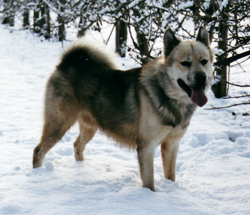 Greenland Dog Dog