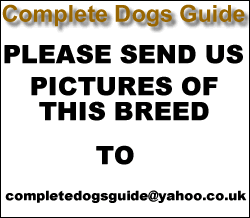 Dorset Olde Tyme Bulldogge