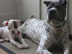 Blue merle and spotted Shar Pei