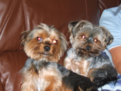 Yorkies Ruby and Riley